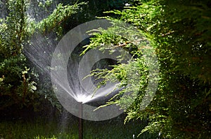 Automatic garden lawn sprinkler in action, water splashes, watering grass.