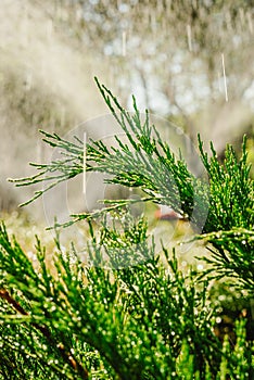 Automatic Garden Lawn sprinkler in action watering grass.