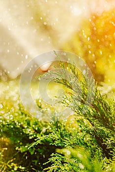 Automatic Garden Lawn sprinkler in action watering grass.