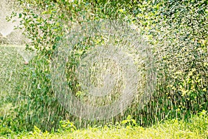Automatic Garden Lawn sprinkler in action watering grass.