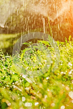 Automatic Garden Lawn sprinkler in action watering grass.