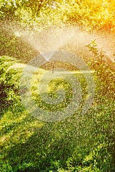 Automatic Garden Lawn sprinkler in action watering grass.