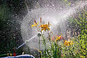 Automatic Garden Lawn sprinkler in action watering grass. Green Nature Background concept