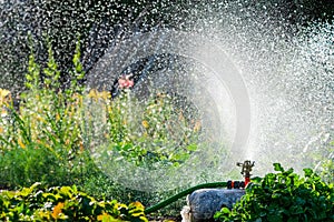 Automatic Garden Lawn sprinkler in action watering grass. Green Nature Background concept