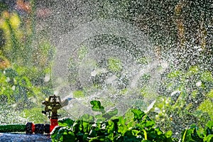 Automatic Garden Lawn sprinkler in action watering grass. Green Nature Background concept