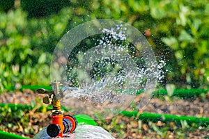 Automatic Garden Lawn sprinkler in action watering grass. Green Nature Background concept