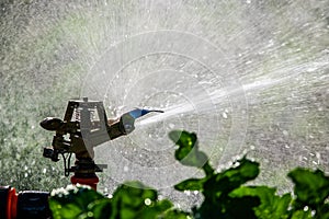 Automatic Garden Lawn sprinkler in action watering grass. Green Nature Background concept