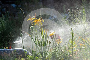 Automatic Garden Lawn sprinkler in action watering grass. Green Nature Background concept