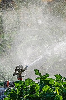 Automatic Garden Lawn sprinkler in action watering grass. Green Nature Background concept