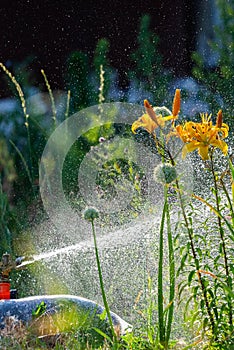 Automatic Garden Lawn sprinkler in action watering grass. Green Nature Background concept