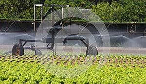 Automatic irrigation on the cultivated field with the green sala