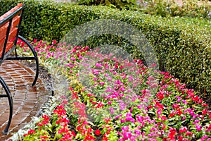 An automatic irrigation system irrigates a beautiful bright flower garden behind a wooden bench in the summer heat photo