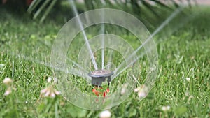 Automatic irrigation system, lawn sprinkler sprayer in action watering grass and plants.