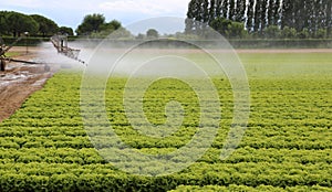 automatic irrigation system of a lettuce field in summer