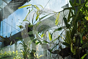 Automatic irrigation for tropical carnivorous plants, in a greenhouse in Madrid, Spain