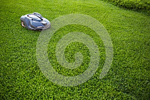 Automatic lawn mower robot moves on the grass, lawn. side view from above, copy space