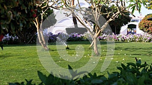 Automatic lawn sprinkler on the garden with green grass