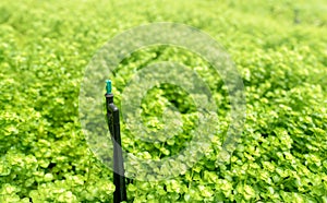 Automatic lawn sprinkler for watering green plant. Sprinkler with automatic system. Garden irrigation system watering lawn.