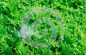 Automatic lawn sprinkler watering green plant. Sprinkler with automatic system. Garden irrigation system watering lawn. Sprinkler