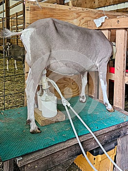 Automatic Milker Milking a Goat