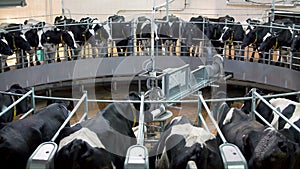 Automatic milking carousel system at the dairy farm