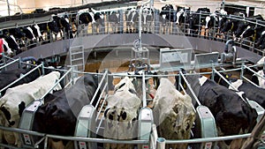 Automatic milking carousel system at the dairy farm