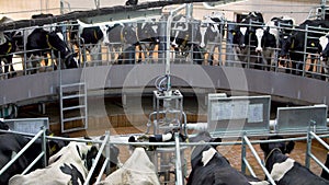 Automatic milking carousel system at the dairy farm