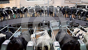 Automatic milking carousel system at the dairy farm