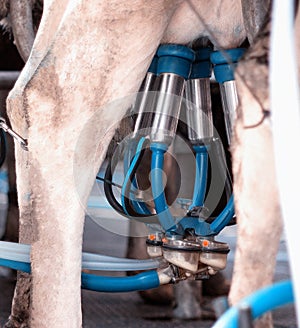 Automatic milking of a cow on a farm, close-up, udder milking, bag