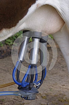 Automatic milking machine, datail.