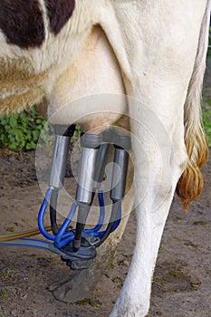 Automatic milking machine, datail.