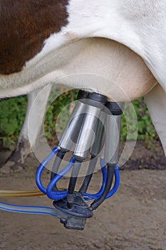 Automatic milking machine, datail.