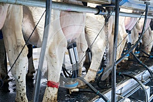 Automatic milking machine milks cows on a dairy farm. Growing cows for dairy