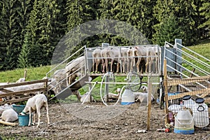 Automatic milking sheep, farm in Low Tatras mountain, Slovakia photo