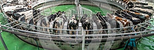 Automatic milking system on dairy farm, panoramic image. Modern industrial robotic equipment for milking cows