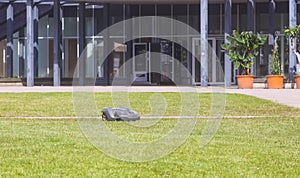 Automatic robot lawnmower mowing green grass on a lawn in a warm sunny summer day