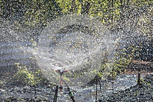 Automatic Sprinkler irrigation system watering in the cotton farm