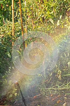 Sprinkler spraying watering with a rainbow in the garden