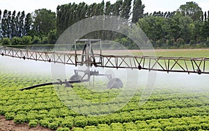 automatic sprinklering system of a lettuce field in summer