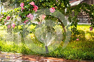 Automatic sprinklers for watering grass. the lawn is watered in summer. convenient for home. Alcea rosea