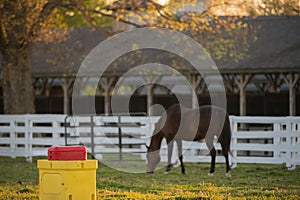 Automatic Waterer in Outdoor Pen with Horse