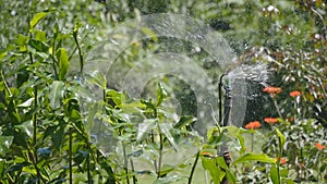 Automatic watering of lawn, garden. System automatic sprinkler. Slow motion