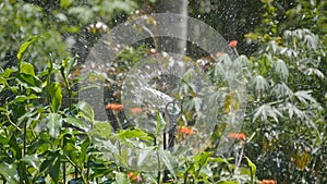 Automatic watering of lawn, garden. System automatic sprinkler. Slow motion