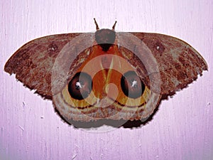 Automeris moth - family Saturniidae