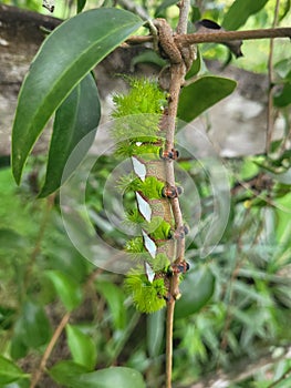 Automeris naranja Schaus 1898