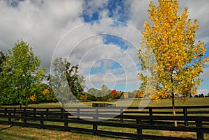 Automn field and trees photo