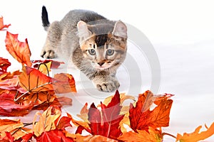 Automn Higland Lynx kitten 26 photo