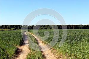 Automobile dirt road runs through a green field in summer