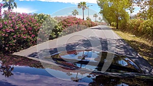 Automobile driving along country road, view at palm trees and flowering bushes