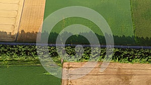 Automobile road, car driving along it between yellow green agricultural fields